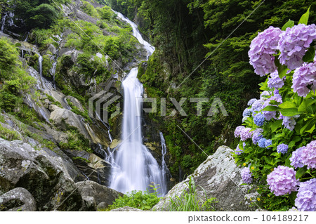 Beautiful Mikaeri Falls with hydrangeas in full bloom (Karatsu City, Saga Prefecture) 104189217