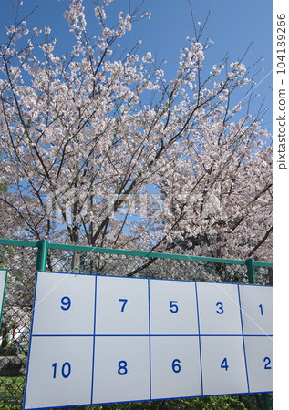 選舉海報佈告欄 / 春天 / 櫻花 104189266