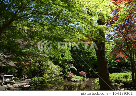 東高根森林公園的新綠 104189301