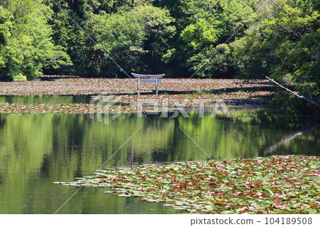 Nasaka Oikedera Nature Park Benten Pond Sinking Torii [Minakuchi Town, Koka City, Shiga Prefecture] 104189508
