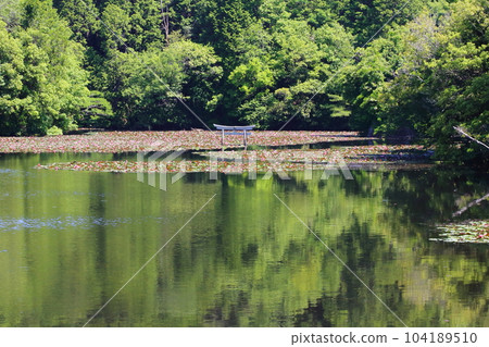 Nasaka Oikedera Nature Park Benten Pond Sinking Torii [Minakuchi Town, Koka City, Shiga Prefecture] 104189510