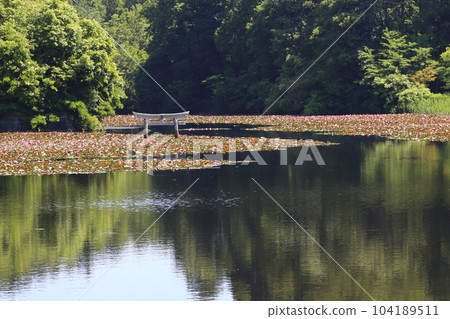 Nasaka Oikedera Nature Park Benten Pond Sinking Torii [Minakuchi Town, Koka City, Shiga Prefecture] 104189511
