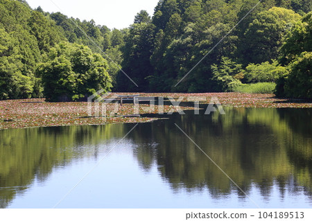 Nasaka Oikedera Nature Park Benten Pond Sinking Torii [Minakuchi Town, Koka City, Shiga Prefecture] 104189513