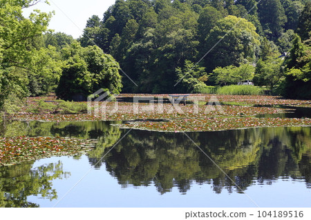 Nasaka Oikedera Nature Park Benten Pond Sinking Torii [Minakuchi Town, Koka City, Shiga Prefecture] 104189516