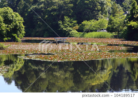 Nasaka Oikedera Nature Park Benten Pond Sinking Torii [Minakuchi Town, Koka City, Shiga Prefecture] 104189517