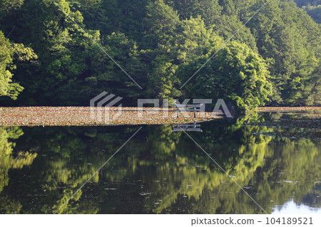 Nasaka Oikedera Nature Park Benten Pond Sinking Torii [Minakuchi Town, Koka City, Shiga Prefecture] 104189521