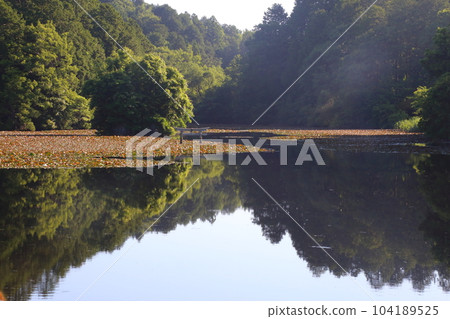 Nasaka Oikedera Nature Park Benten Pond Sinking Torii [Minakuchi Town, Koka City, Shiga Prefecture] 104189525