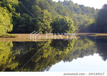 Nasaka Oikedera Nature Park Benten Pond Sinking Torii [Minakuchi Town, Koka City, Shiga Prefecture] 104189527