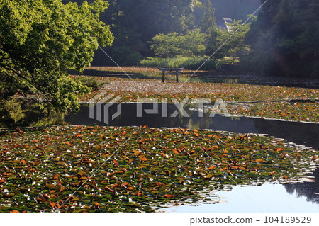 Nasaka Oikedera Nature Park Benten Pond Sinking Torii [Minakuchi Town, Koka City, Shiga Prefecture] 104189529