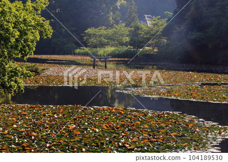 Nasaka Oikedera Nature Park Benten Pond Sinking Torii [Minakuchi Town, Koka City, Shiga Prefecture] 104189530