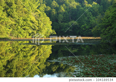 Nasaka Oikedera Nature Park Benten Pond Sinking Torii [Minakuchi Town, Koka City, Shiga Prefecture] 104189534
