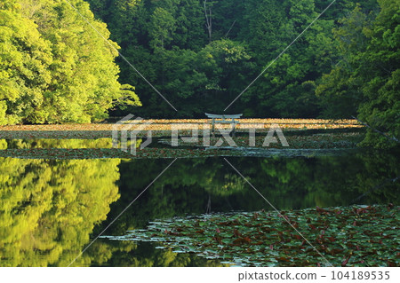 Nasaka Oikedera Nature Park Benten Pond Sinking Torii [Minakuchi Town, Koka City, Shiga Prefecture] 104189535