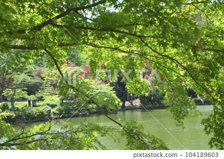 Fresh green and white wisteria flowers in Yakushiike Park 104189603