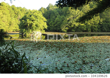 Nasaka Oike Temple Nature Park/Promenade [Minakuchi Town, Koka City, Shiga Prefecture] 104189626