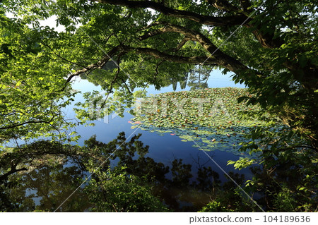 Nasaka Oike Temple Nature Park/Promenade [Minakuchi Town, Koka City, Shiga Prefecture] 104189636