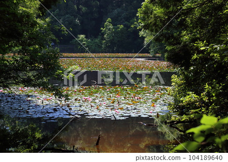 Nasaka Oike Temple Nature Park/Promenade [Minakuchi Town, Koka City, Shiga Prefecture] 104189640