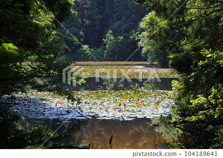 Nasaka Oike Temple Nature Park/Promenade [Minakuchi Town, Koka City, Shiga Prefecture] 104189641