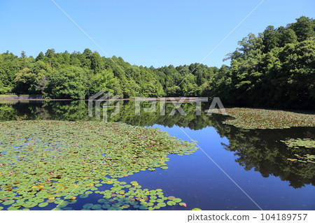 Nasaka Oikedera Nature Park Benten Pond Sinking Torii [Minakuchi Town, Koka City, Shiga Prefecture] 104189757