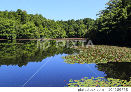Nasaka Oikedera Nature Park Benten Pond Sinking Torii [Minakuchi Town, Koka City, Shiga Prefecture] 104189758