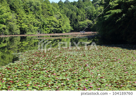 Nasaka Oikedera Nature Park Benten Pond Sinking Torii [Minakuchi Town, Koka City, Shiga Prefecture] 104189760
