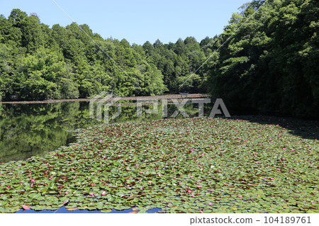 Nasaka Oikedera Nature Park Benten Pond Sinking Torii [Minakuchi Town, Koka City, Shiga Prefecture] 104189761