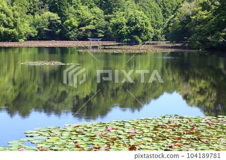 Nasaka Oikedera Nature Park Benten Pond Sinking Torii [滋賀縣甲賀市水口町] 104189781