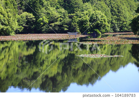 Nasaka Oikedera Nature Park Benten Pond Sinking Torii [滋賀縣甲賀市水口町] 104189783