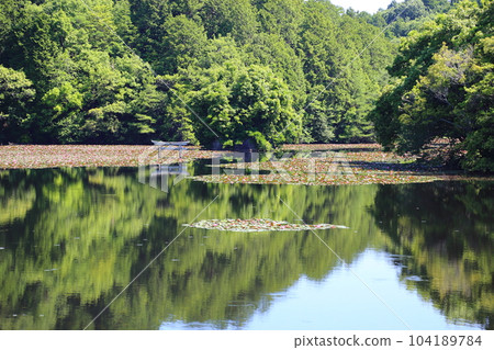 Nasaka Oikedera Nature Park Benten Pond Sinking Torii [Minakuchi Town, Koka City, Shiga Prefecture] 104189784