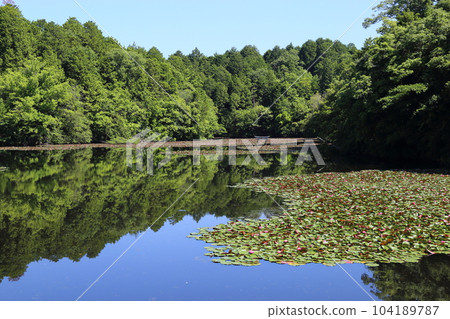 Nasaka Oikedera Nature Park Benten Pond Sinking Torii [Minakuchi Town, Koka City, Shiga Prefecture] 104189787