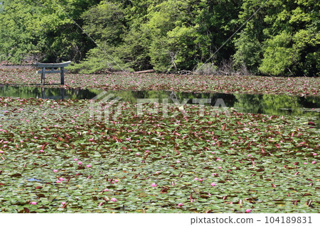 Nasaka Oikedera Nature Park Benten Pond Sinking Torii [Minakuchi Town, Koka City, Shiga Prefecture] 104189831