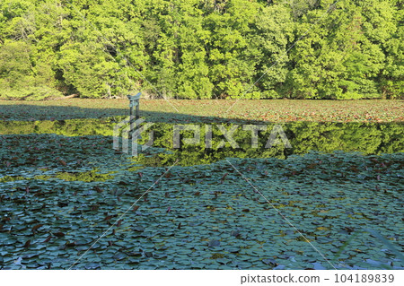 Nasaka Oikedera Nature Park Benten Pond Sinking Torii [Minakuchi Town, Koka City, Shiga Prefecture] 104189839