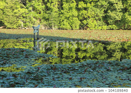 Nasaka Oikedera Nature Park Benten Pond Sinking Torii [Minakuchi Town, Koka City, Shiga Prefecture] 104189840