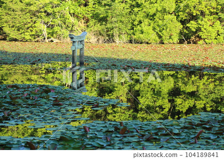 Nasaka Oikedera Nature Park Benten Pond Sinking Torii [Minakuchi Town, Koka City, Shiga Prefecture] 104189841