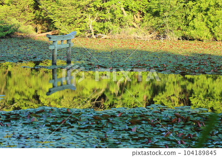 Nasaka Oikedera Nature Park Benten Pond Sinking Torii [Minakuchi Town, Koka City, Shiga Prefecture] 104189845