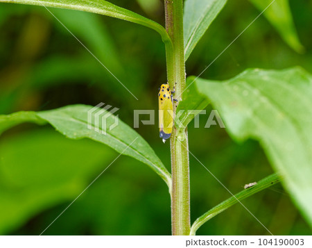 Black-leafed leafhopper Banana insect juice 104190003