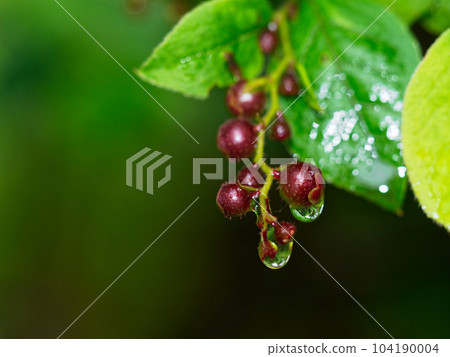 杜鵑花科越橘屬球形漿果 杜鵑花科越橘屬球形漿果 104190004