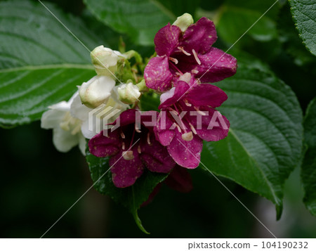 Flowering of honeysuckle Flowering of honeysuckle 104190232