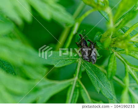 Mating behavior of bonito weevil 104190233