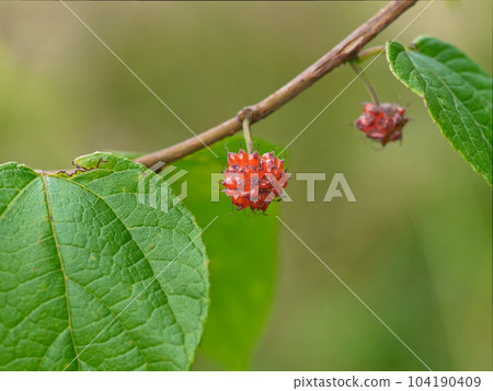 桑科紅聚合果 104190409