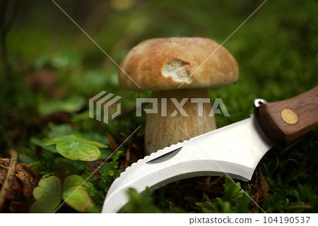 Knife with curved blade and Boletus mushroom 104190537
