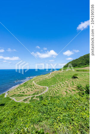 Shiroyone Senmaida and clear blue sky and sea after rice planting where rice grows and green is beautiful | Noto image | Wajima city, Ishikawa prefecture Shiroyone Senmaida and clear blue sky and sea after rice planting where rice grows and green is beautiful | Noto image | Wajima city, Ishikawa prefecture 104190586