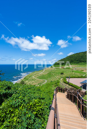 Shiroyone Senmaida and clear blue sky and sea after rice planting where rice grows and green is beautiful | Noto image | Wajima city, Ishikawa prefecture Shiroyone Senmaida and clear blue sky and sea after rice planting where rice grows and green is beautiful | Noto image | Wajima city, Ishikawa prefecture 104190589