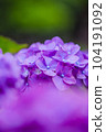 hydrangea   hydrangea   104191092