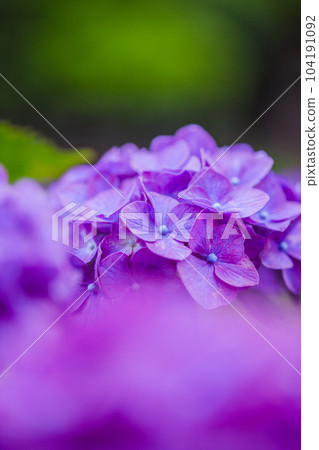 hydrangea hydrangea 104191092