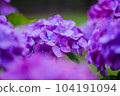 hydrangea   hydrangea   104191094