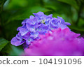 hydrangea   hydrangea   104191096