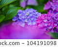 hydrangea   hydrangea   104191098