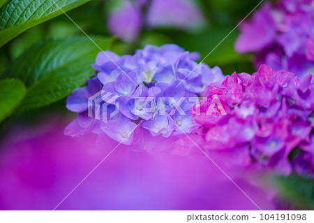 hydrangea hydrangea 104191098