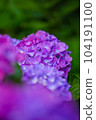 hydrangea   hydrangea   104191100