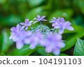 hydrangea   hydrangea   104191103